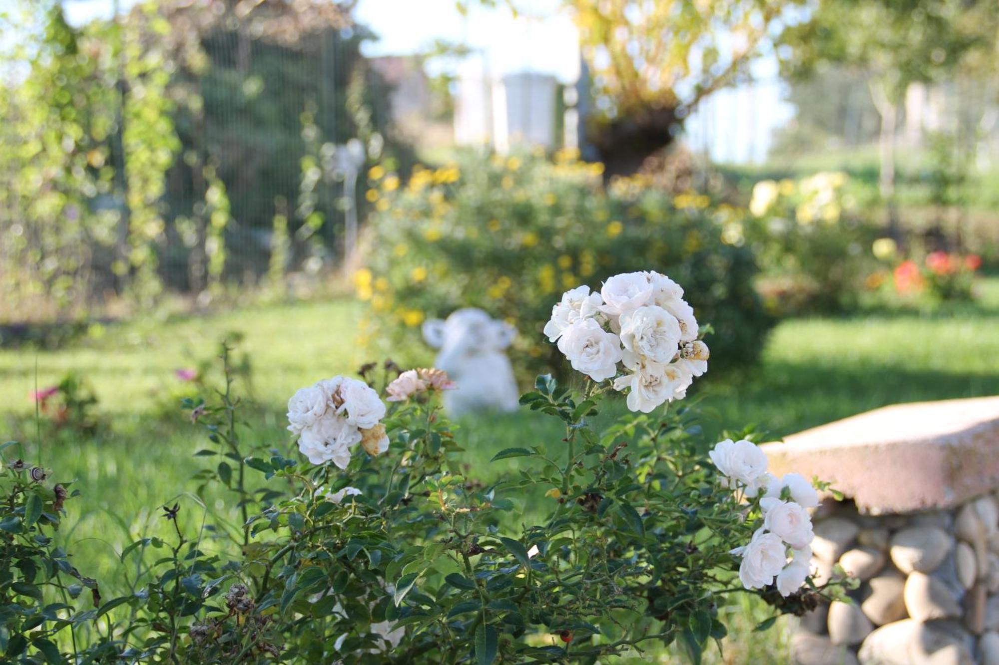 Bed and Breakfast Pepe rosa Térmoli Exterior foto